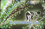 Bubblebag.com Dry Sift Card 